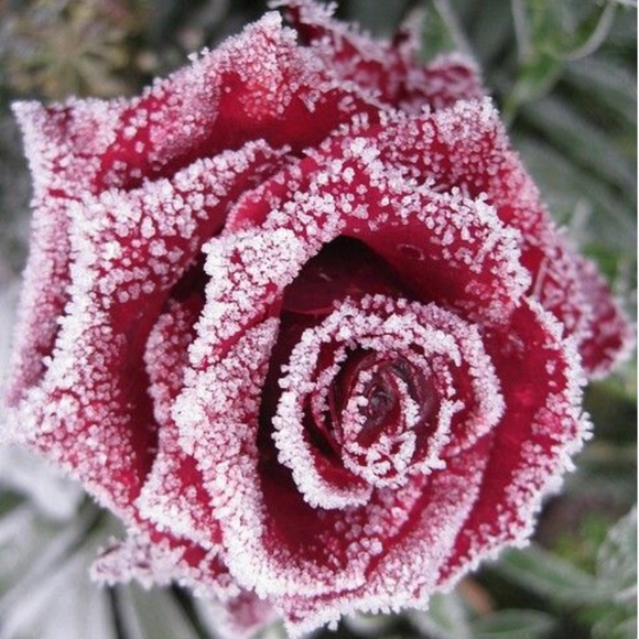 20% OFF HOLIDAY BUNDLE SALE! PLEASE SHARE PFFS! - Picture 6 of 8